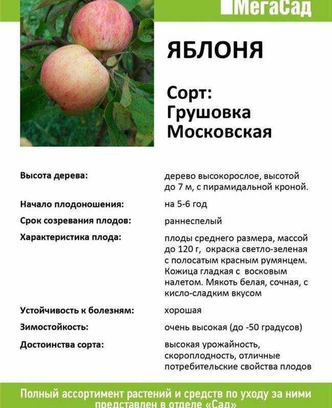 Описание сорта яблок конфетное