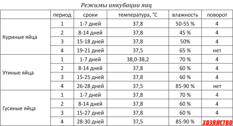 Инкубация куриных яиц от а до я: что ещё нужно знать?