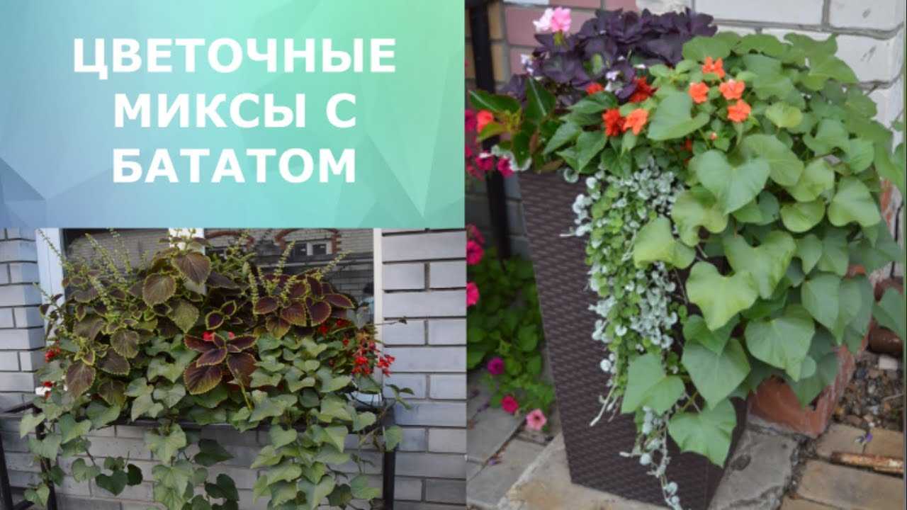 Ипомея: выращивание из семян, посадка и уход