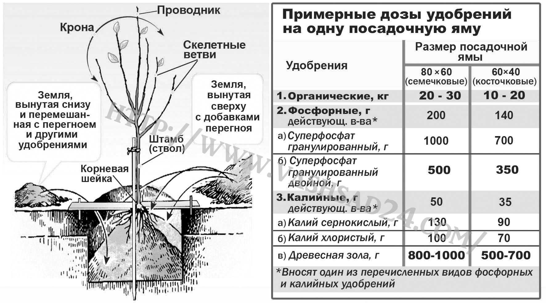 Как вырастить грушу из семечка в домашних условиях: инструкция для начинающих с фото пошагово