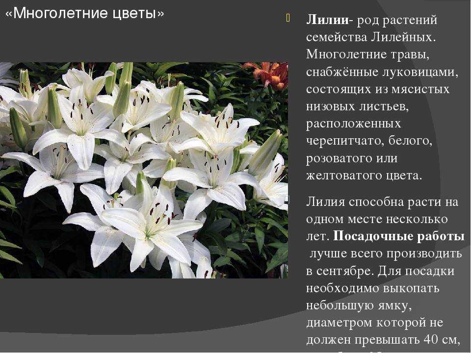 Лилии посадка и уход в открытом грунте разных сортов, фото и видео