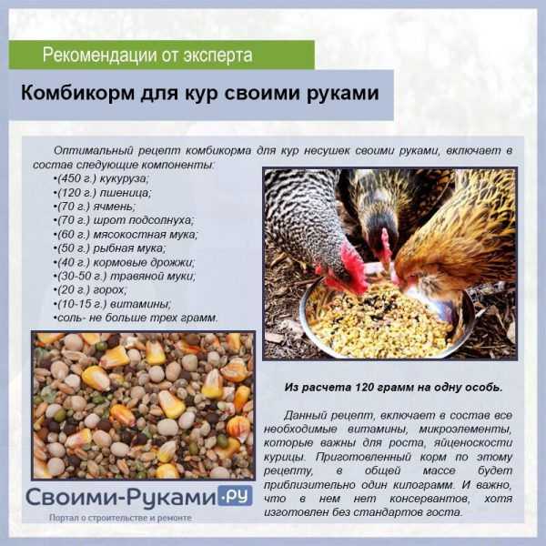 Можно ли давать комбикорм курам? как правильно давать - сухой или запаривать?