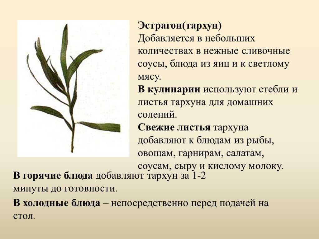 10 наиболее популярных сортов эстрагона (описание и фото тархун-травы)