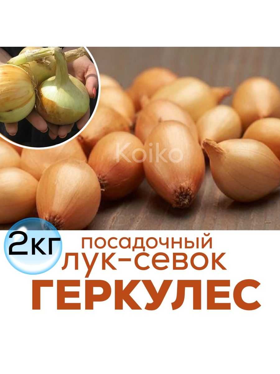 Лук геркулес: характеристика и описание гибрида, выращивание и уход