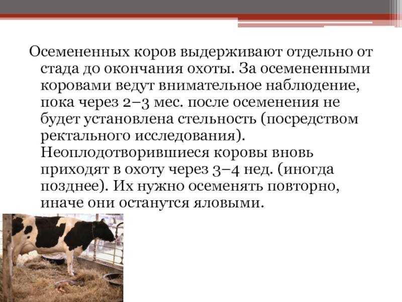 Как привести корову в охоту, почему не гуляет корова (фото и видео)