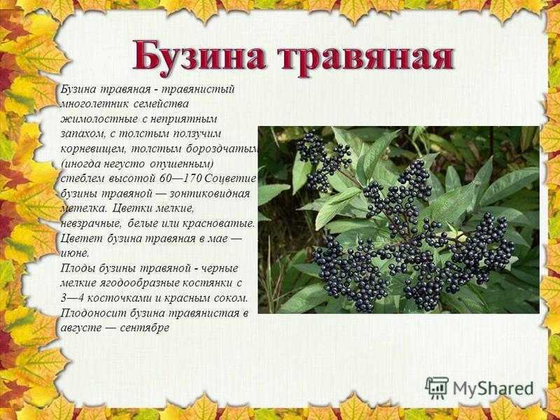 Бузина черная: условия выращивания, сорта и использование
