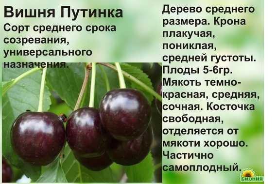 Всё о дюках — гибридах вишни и черешни. описание, выращивание, сорта. фото — ботаничка