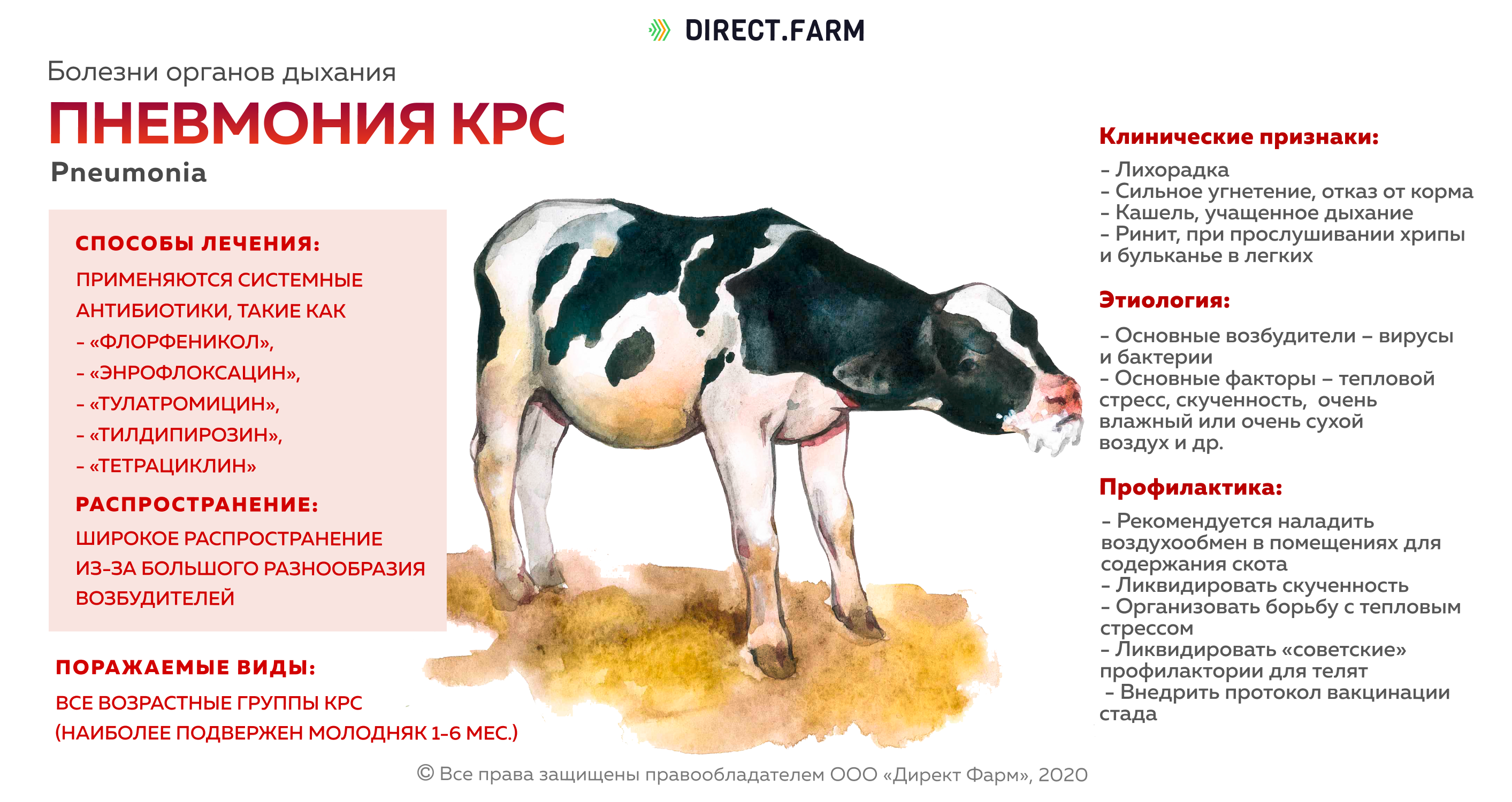 Почему у коровы горчит молоко?