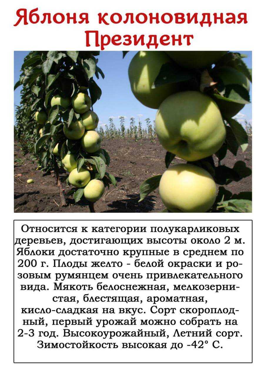 Колоновидная яблоня: сорта, уход и выращивание (фото)