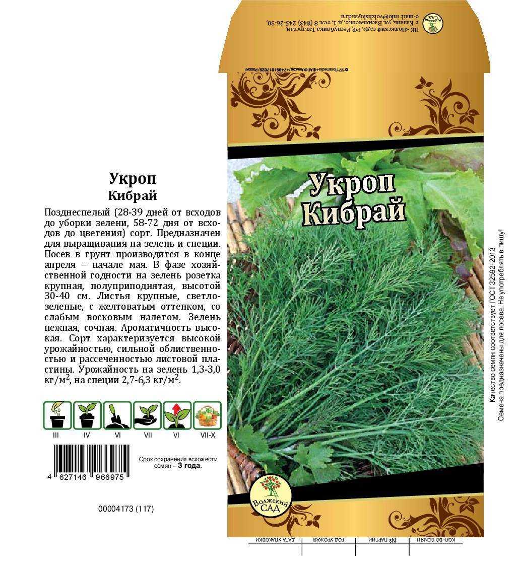 Популярные сорта укропа