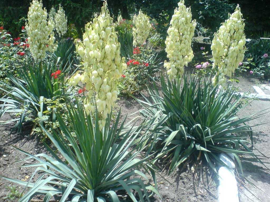 Юкка садовая посадка и уход фото, сорта, болезни, зимовка