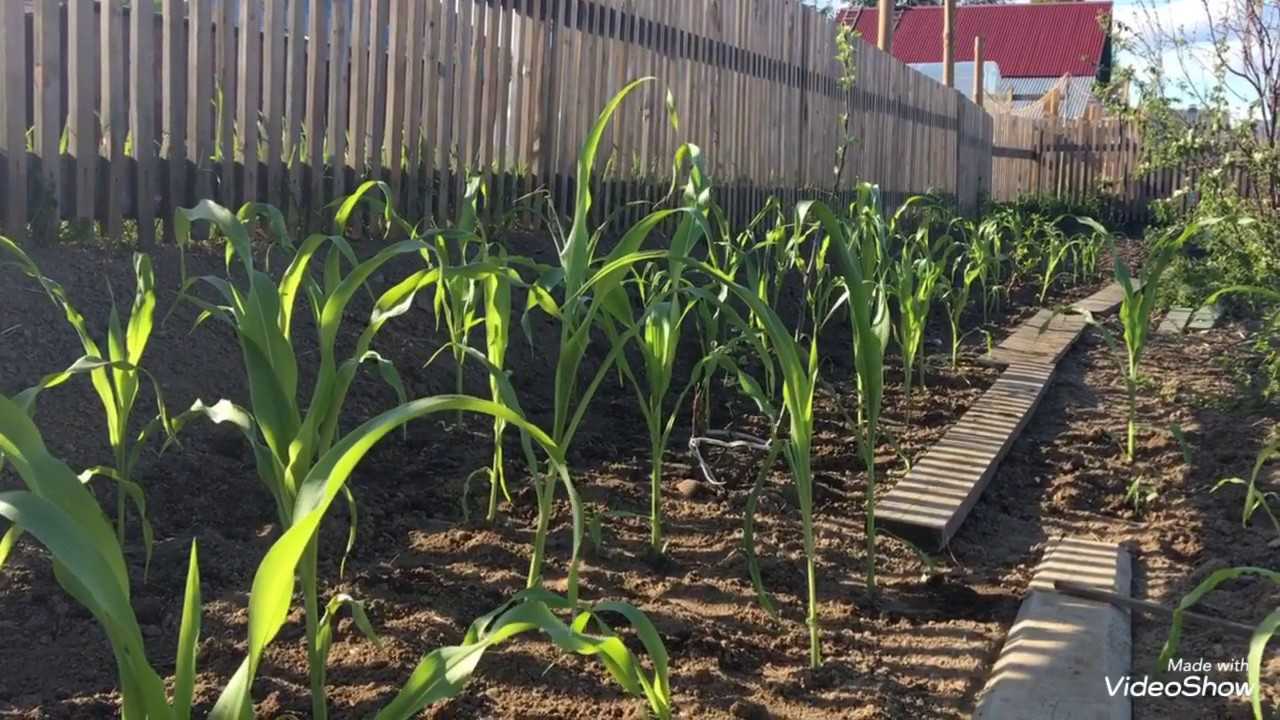 Как вырастить кукурузу: все от посева кукурузы на рассаду до сбора урожая