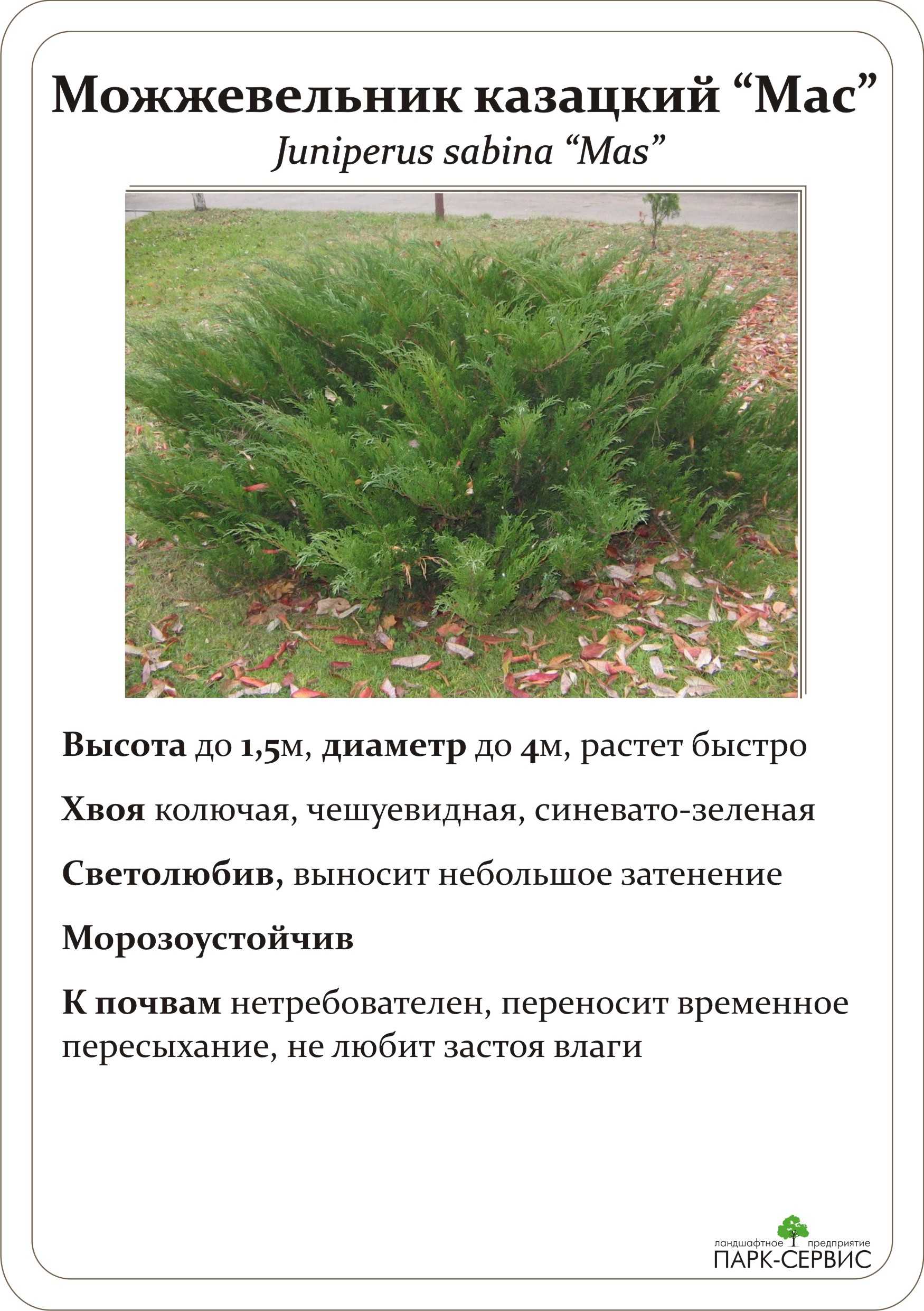 Можжевельник казацкий - самый популярный можжевельник в россии. фото.