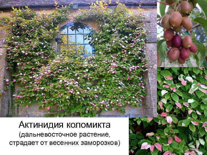 Актинидия: посадка и уход
