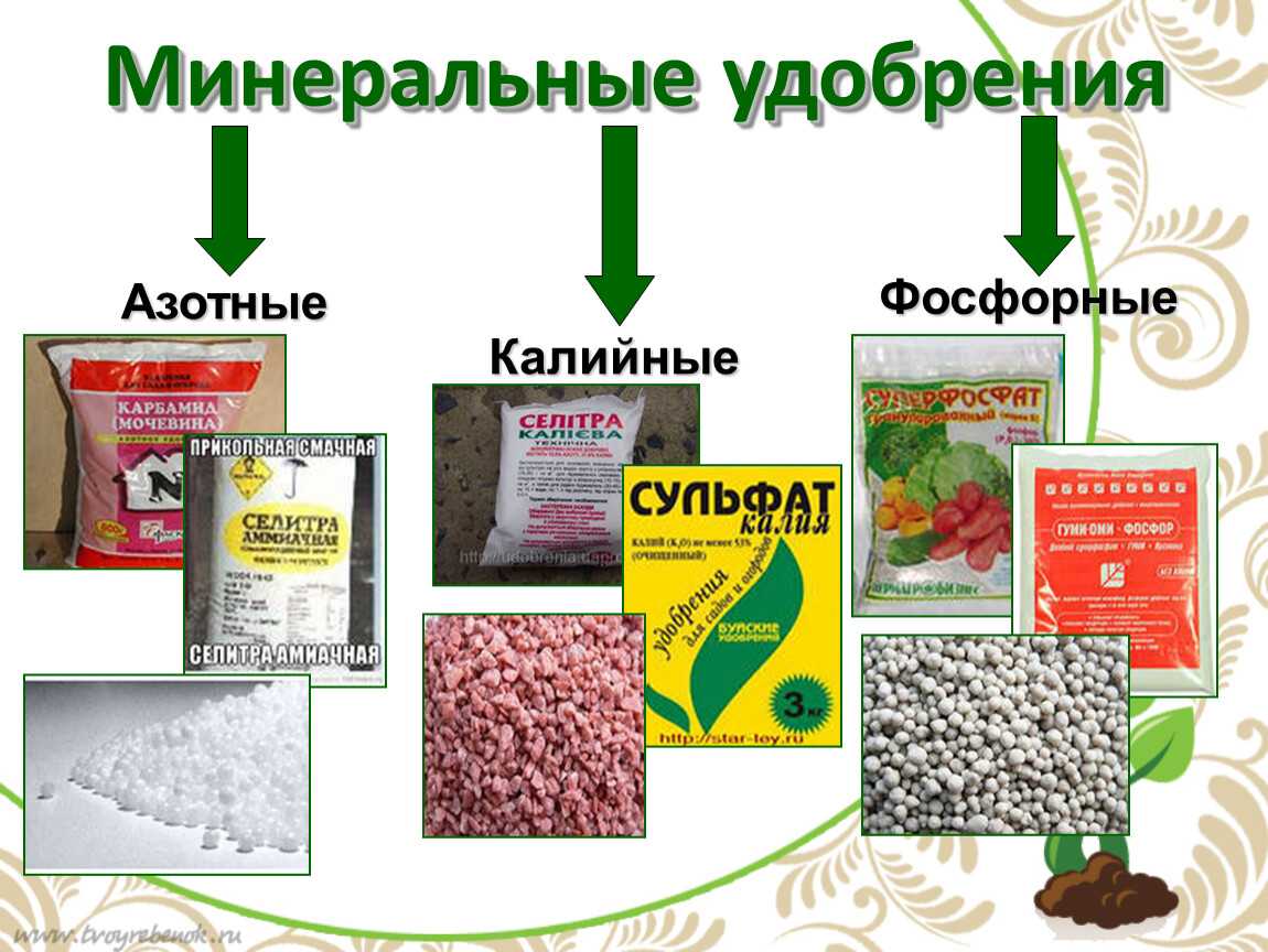 Чем подкормить садовые цветы осенью, чтобы весной они пышно зацвели