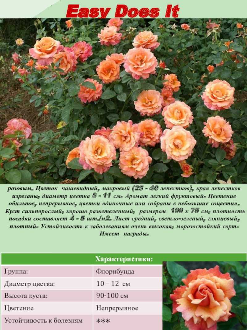Роза изи даз ит: описание и характеристики сорта, выращивание, размножение