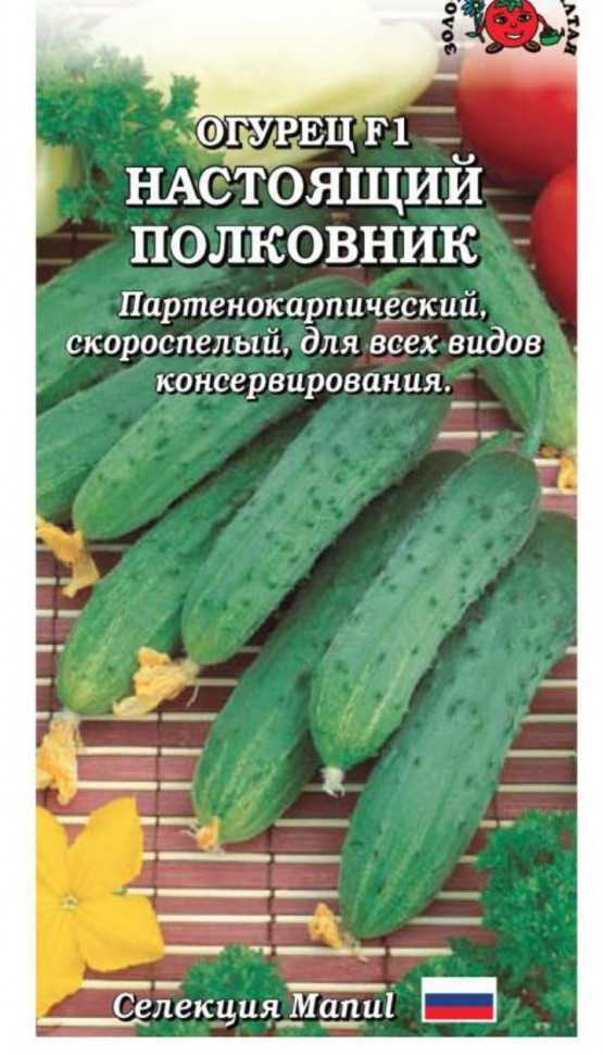 Настоящий полковник — огурцы гибридные: преимущества, уход, отзывы
