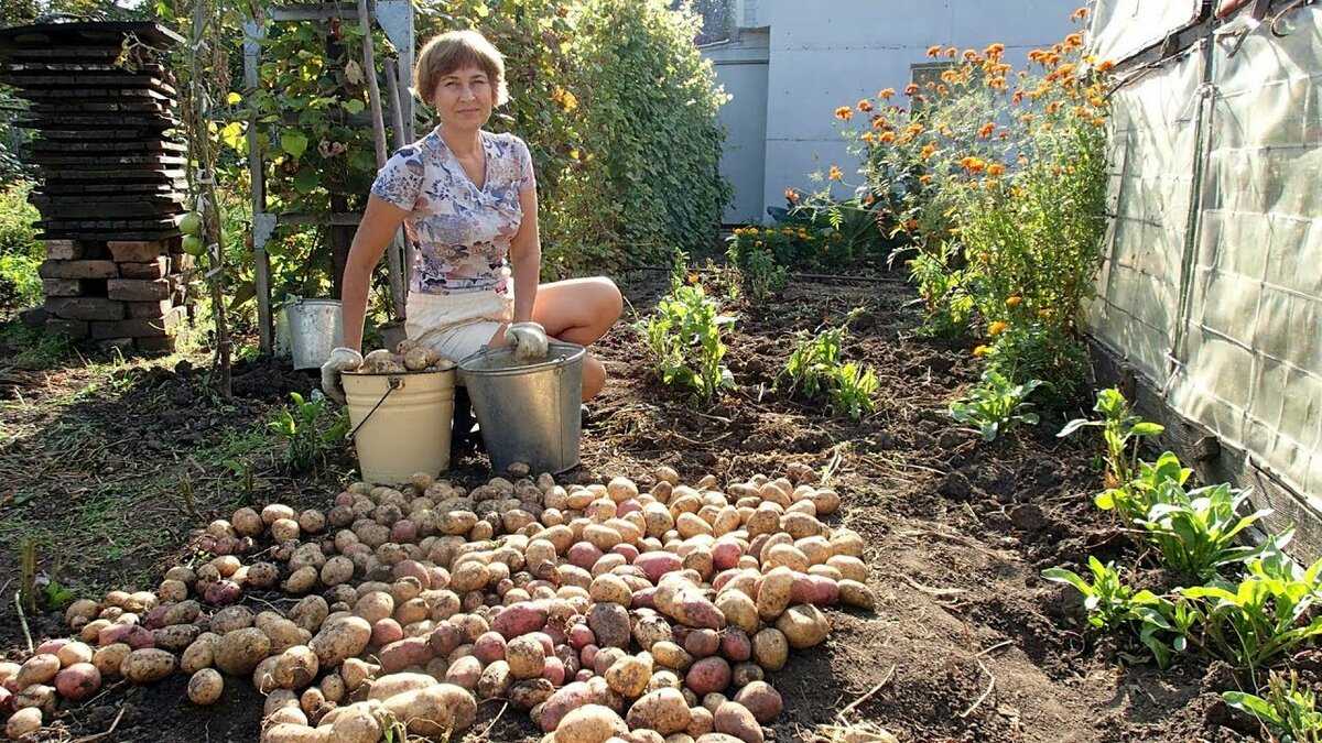 Картофель: выращивание на огороде, хранение, сорта