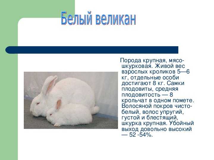 О белом кролике паннон: характеристики породы, особенности разведения и ухода