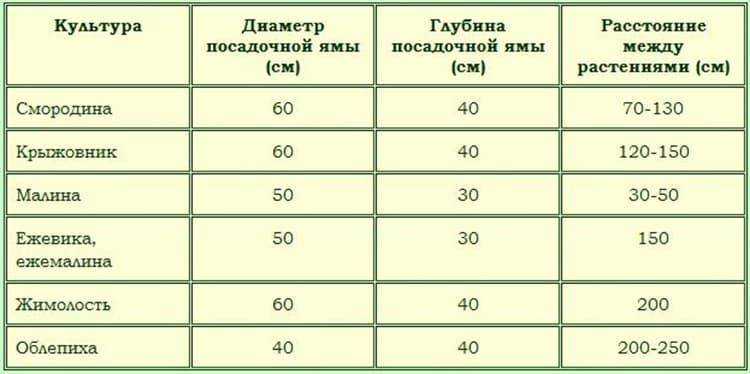 Когда лучше пересаживать крыжовник на другое место — весной или осенью