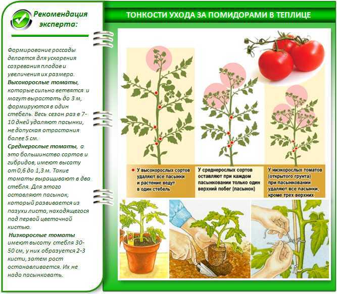 Томаты - описание, фото, сорта, посадка, выращивание и уход за помидорами