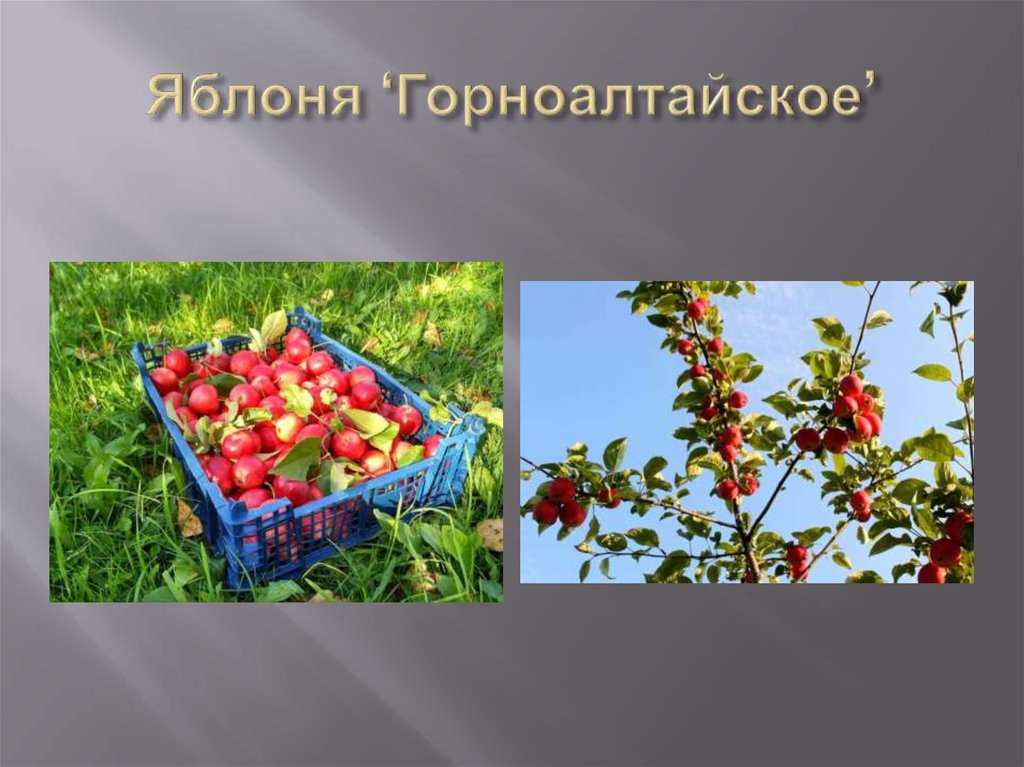 Яблоня горноалтайская: описание, отзывы, выращивание и уход