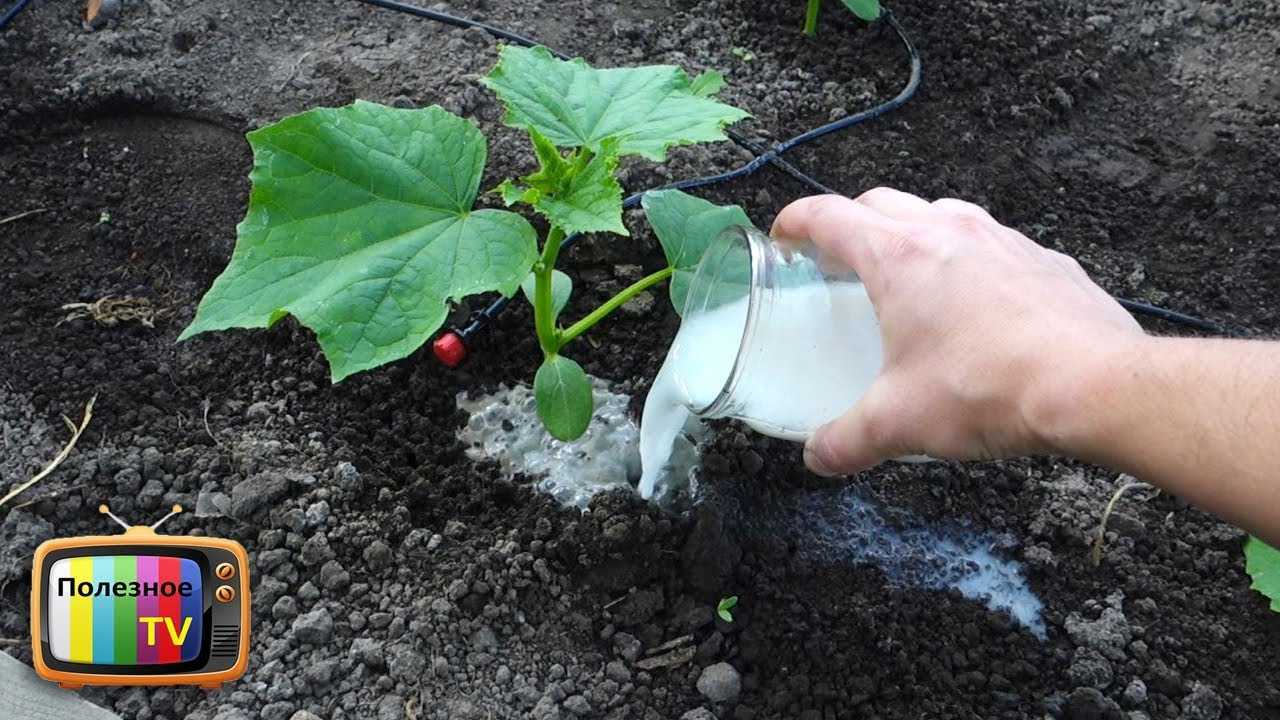 Как поливать огурцы для хорошего урожая в открытом грунте, в теплице, сколько раз