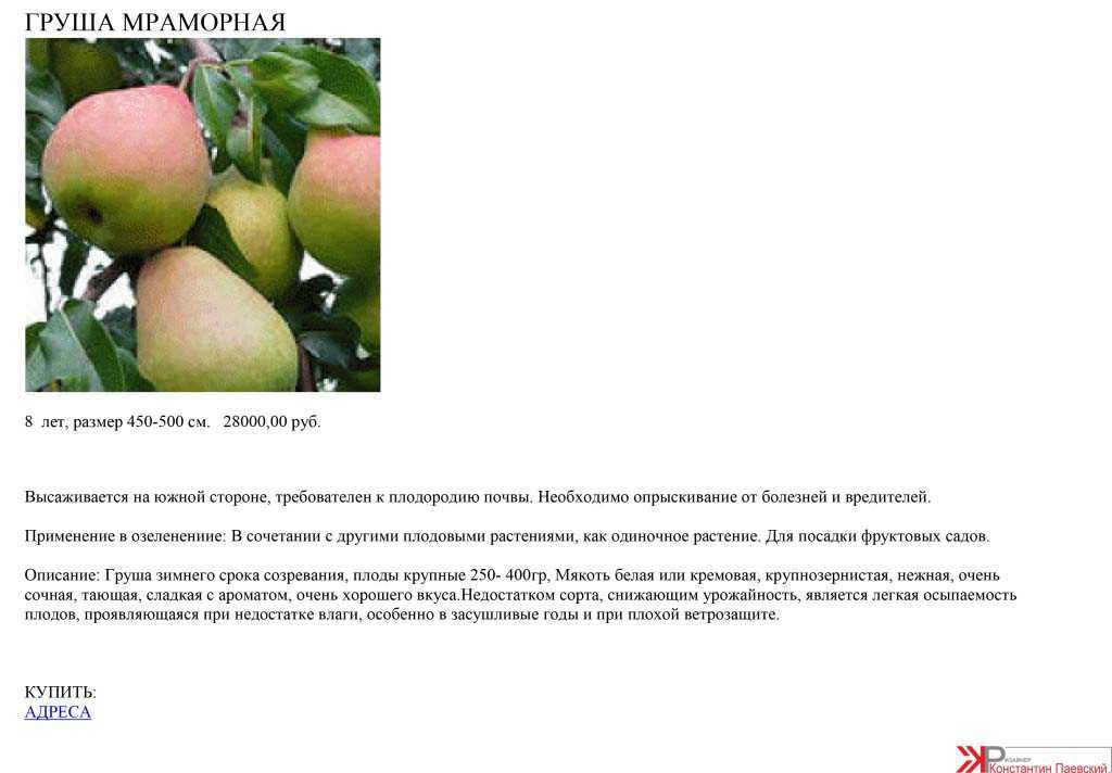 Груша мраморная: отзывы, фото, правила выращивания, посадки и ухода за сортом, описание дерева и плодов, опылители, обрезка, морозостойкость
