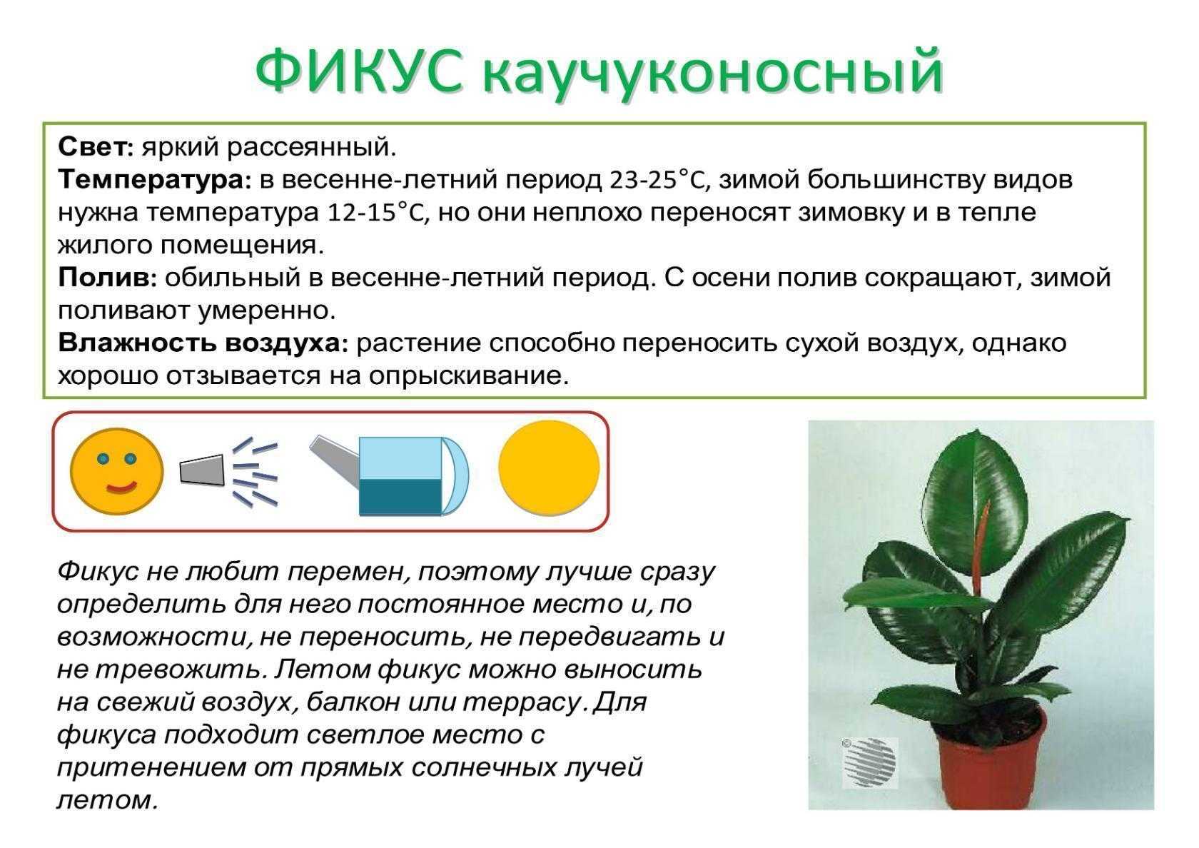 Уход за комнатной бегонией
