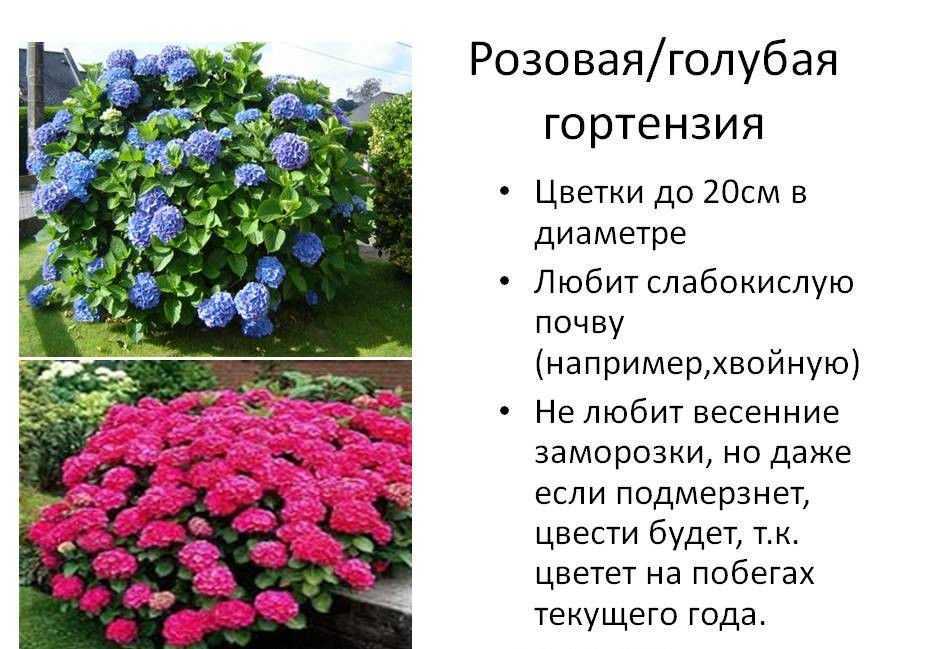 Почему не цветёт гортензия, а даёт только листву