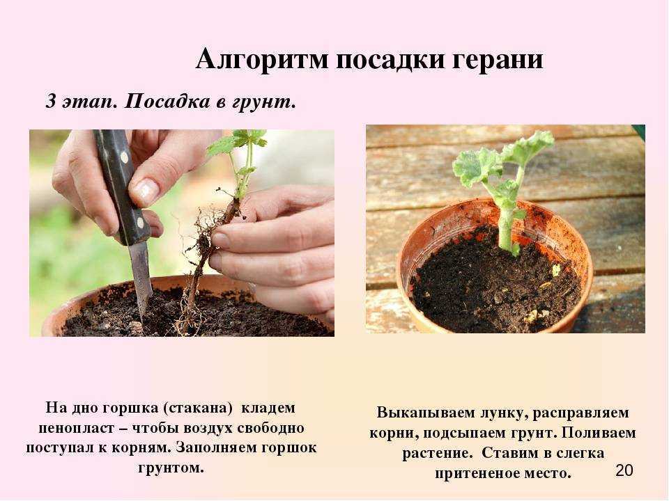 Размножение герани черенками в домашних условиях (пошагово с фото)