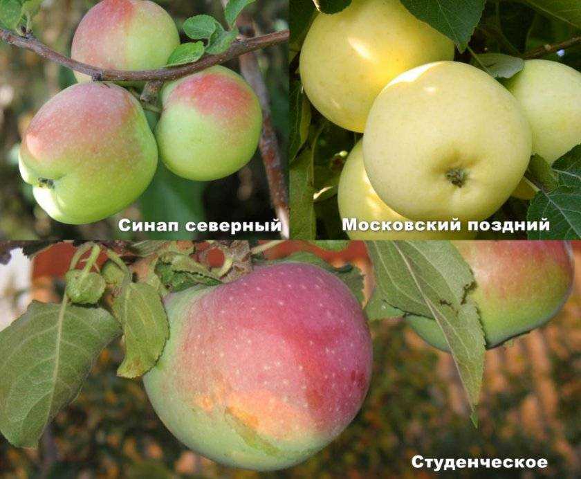 Яблоня подарок графскому: описание, фото, отзывы