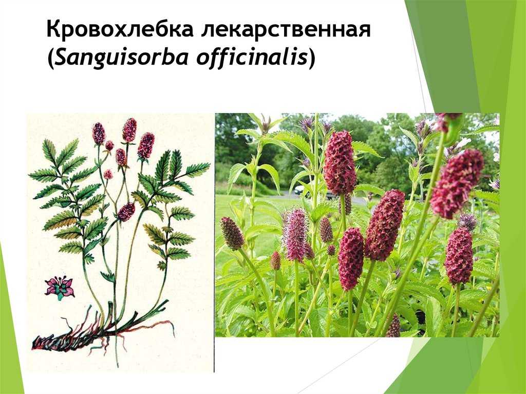 Кровохлебка: лечебные свойства и противопоказания