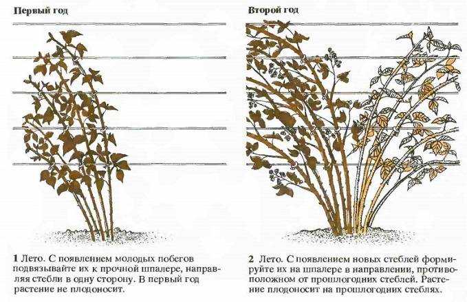 Ежевика садовая - описание, посадка, уход, сорта