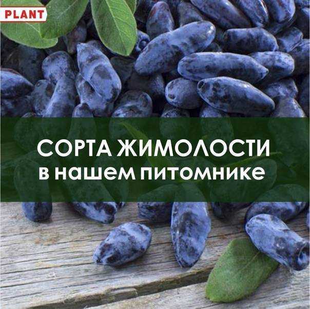 Жимолость амфора (фото)— описание сорта и секреты выращивания