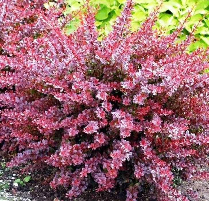 Бегония Амери Хайбрид Лейс Ред (AmeriHybrid Lace Red) - описание сорта, саженцы, фото и характерные особенности