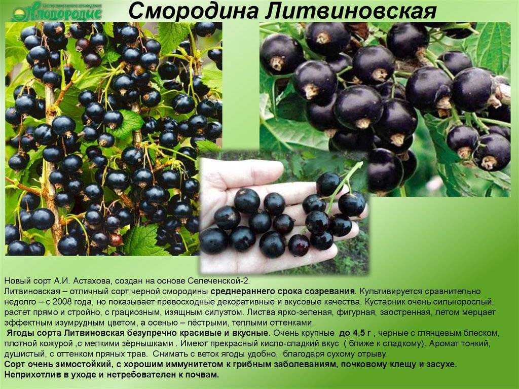 Смородина нара: описание и характеристики сорта, правила ухода и выращивания