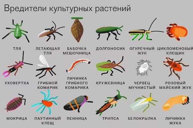 Вредители на рассаде томатов на подоконнике: их фото, методы борьбы с насекомыми в домашних условиях и чем можно обработать помидоры, если появились паразиты?