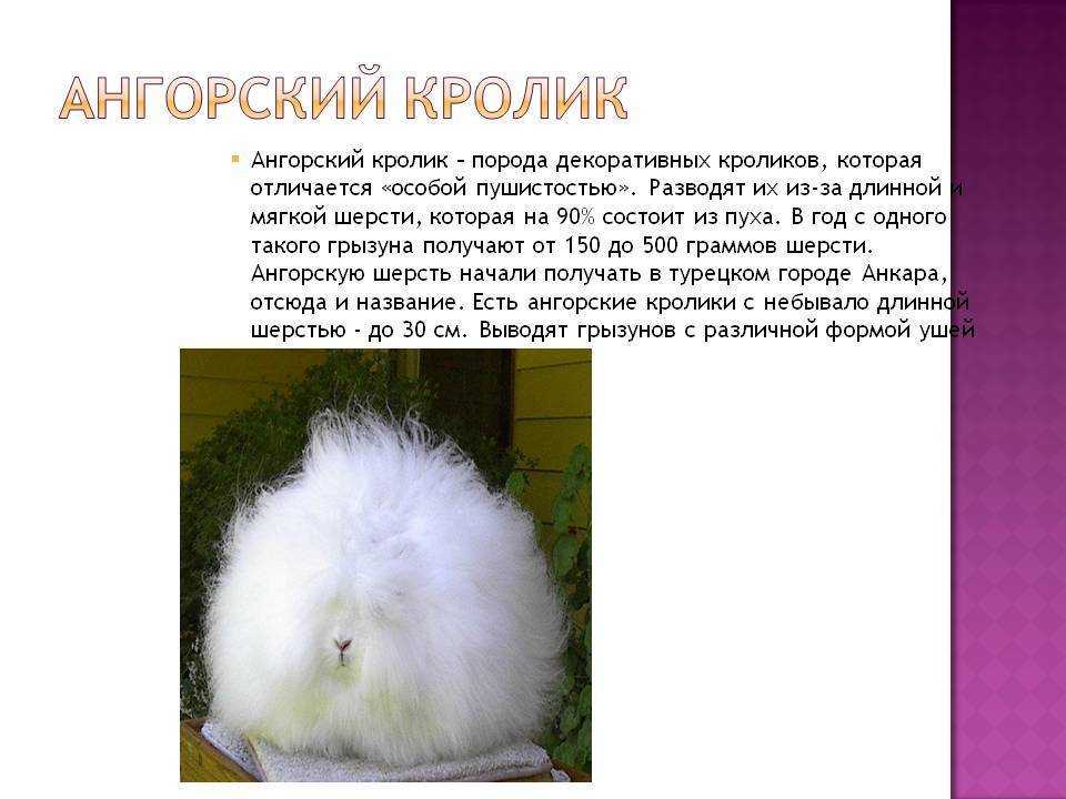 Ангорские кролики: интересные факты, описание породы (английские, французские), уход, сколько живе, разведение, как стригут шерсть