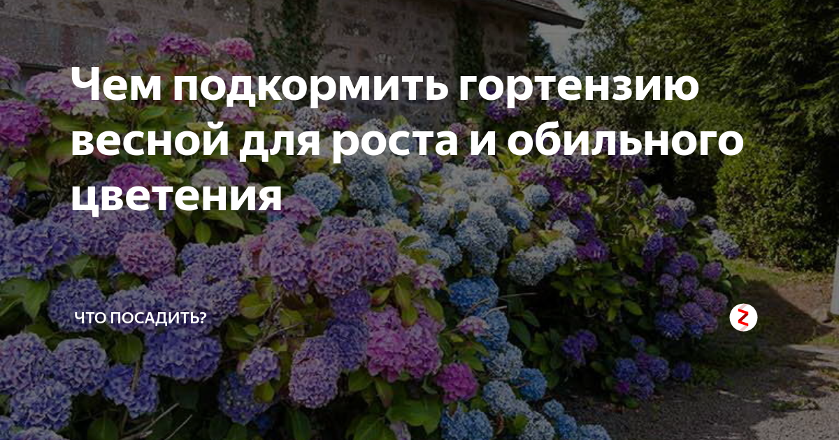 Посадка саженца гортензии весной в открытый грунт: сроки, схемы, уход после