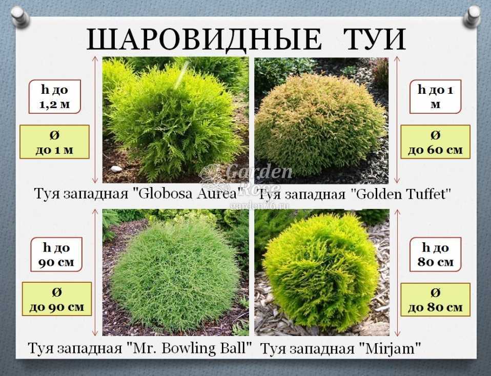 Туя випкорд (складчатая thuja plicata whipcord): её посадка и уход, фото и описание