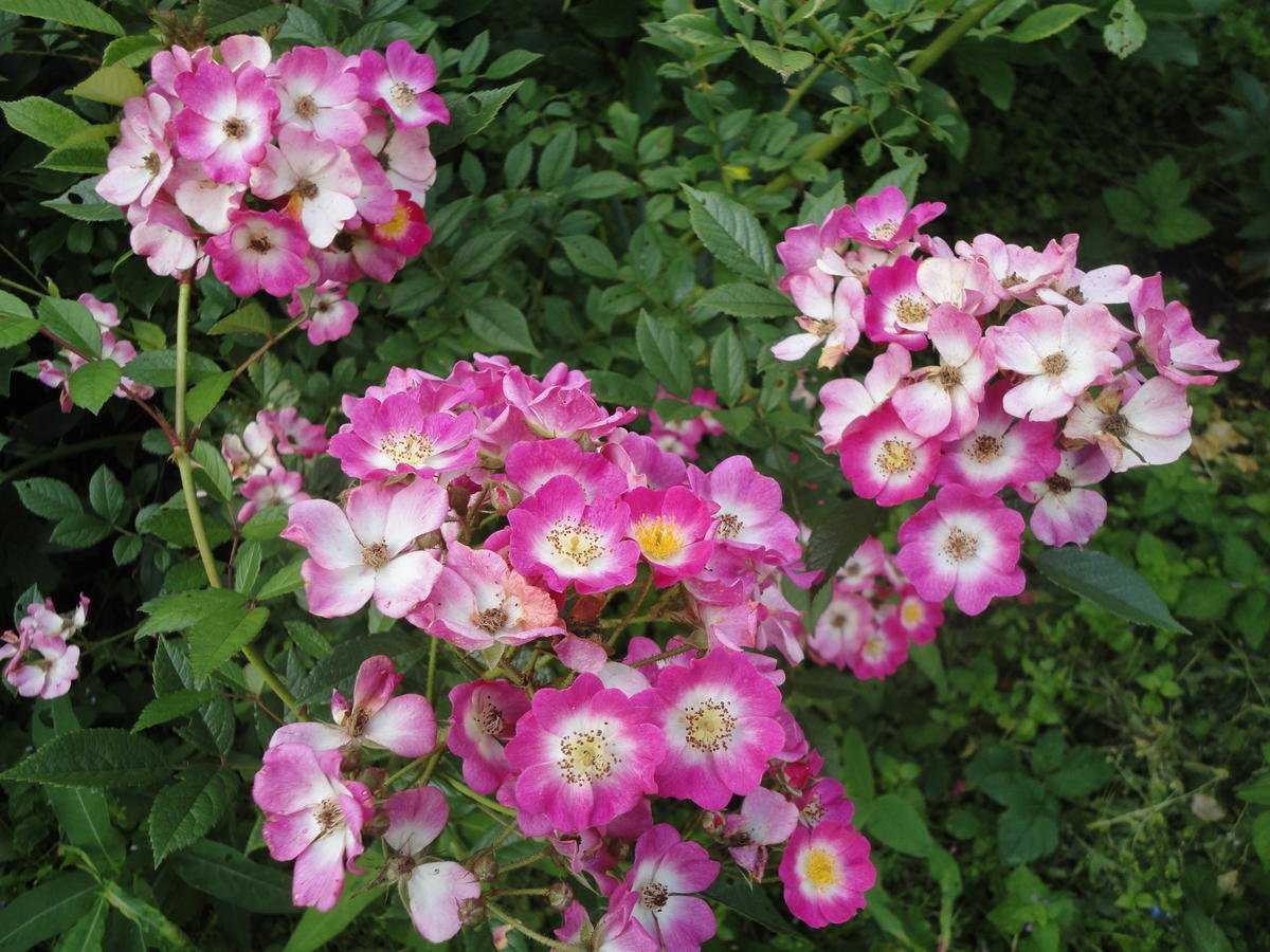 О розе Heavenly Pink: описание и характеристики сорта, выращивание мускусной розы
