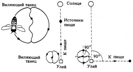 Скорость и дальность полета пчелы