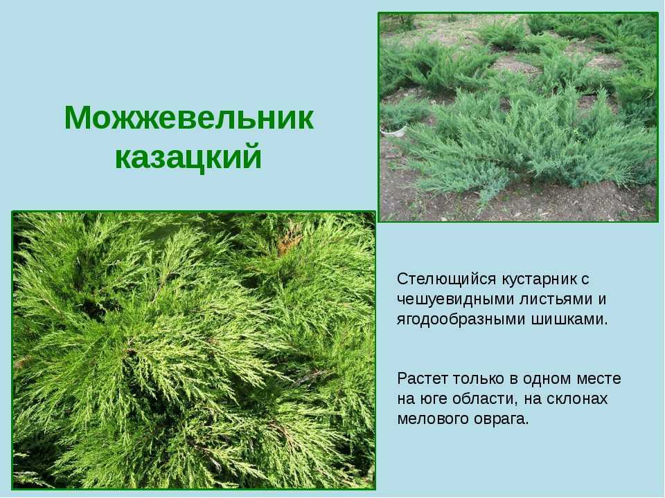 Можжевельник: посадка и уход в открытом грунте, виды и сорта в 2023 году на гудгрунт
