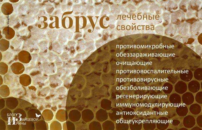 Забрус: лечебные свойства, как принимать
