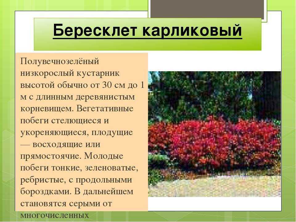 Бересклет европейский - размножение, посадка и уход