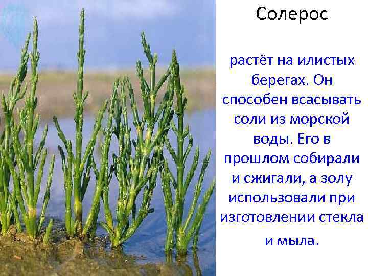 Любисток лечебные свойства и противопоказания