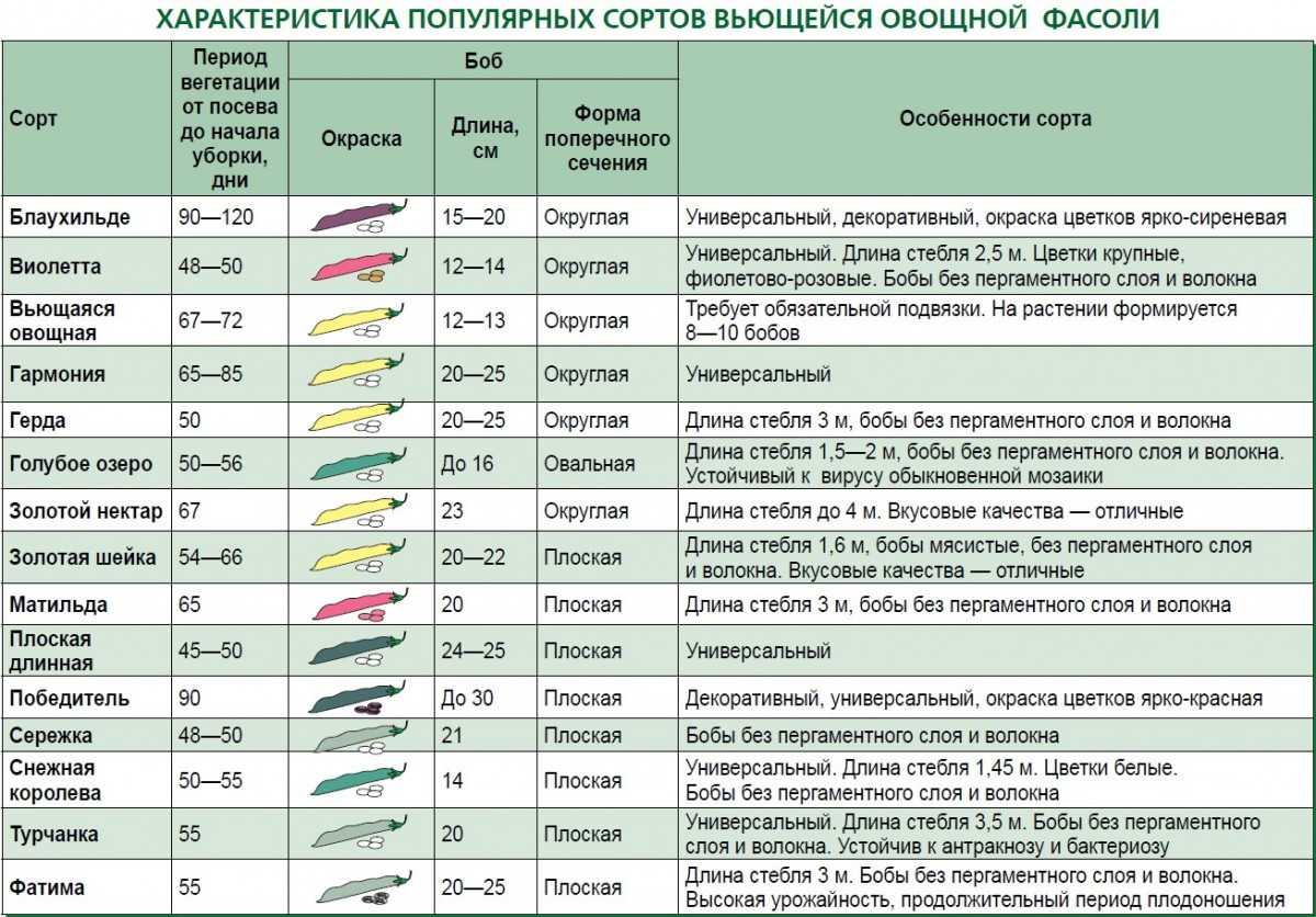 Как сажать стручковую фасоль: посадка и уход в открытом грунте, как посадить семена на рассаду в домашних условиях