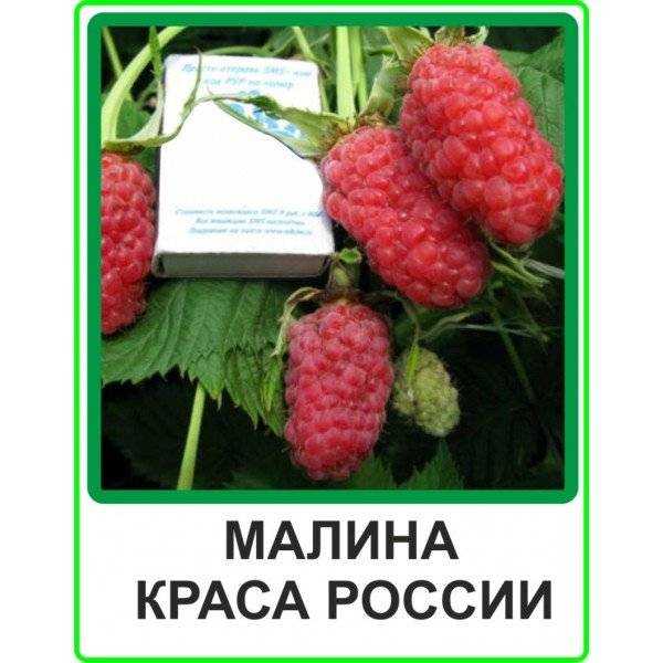 Малина вера: описание, фото, отзывы, характеристики, уход, посадка