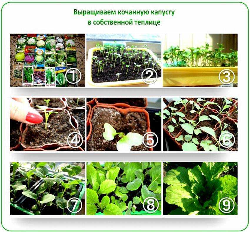 Брюссельская капуста: выращивание, уход, как растет, называется с маленькими кочанчиками, на огороде в подмосковье